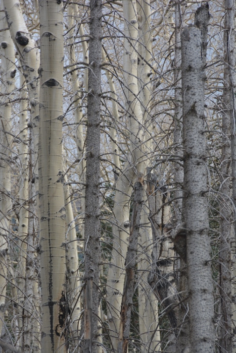 white aspen tree trunks